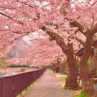 宮城野の桜並木