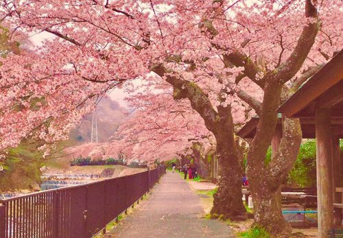 宮城野の桜並木