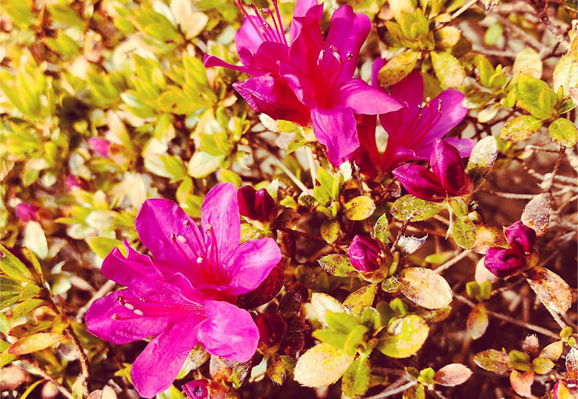 ツツジの花が咲きました 箱根仙石原温泉 きたの風茶寮 公式 野口観光グループ