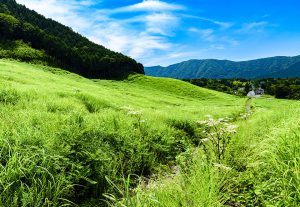 夏の仙石原すすき