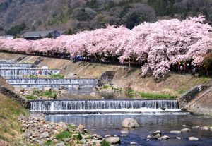 宮野野の桜並木