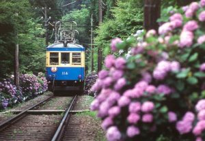 紫陽花と箱根登山電車