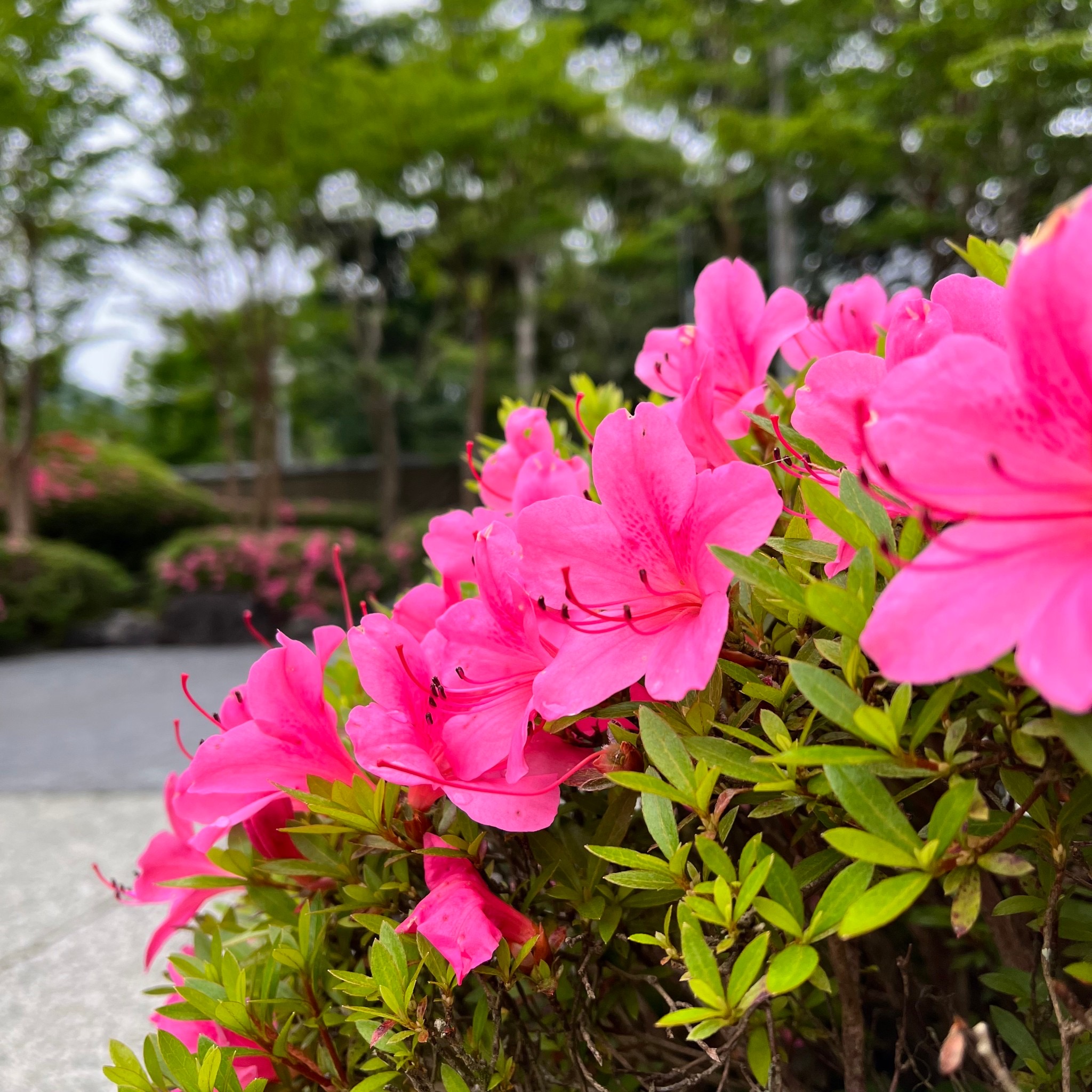 仙石原高原の夏 パステル画 仙石原高原の夏 パステル画 パステル画展と超スペシャルライブ