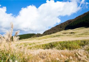 箱根 仙石原のススキ