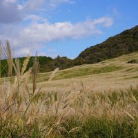 仙石原　すすき草原