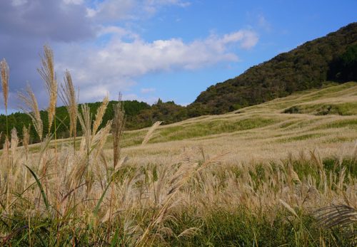 仙石原　すすき草原